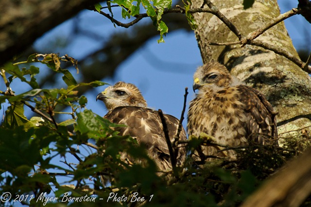 [Red-shoulder%2520Hawk%2520Chicks%2520_ROT4694%2520NIKON%2520D3S%2520June%252006%252C%25202011%255B3%255D.jpg]