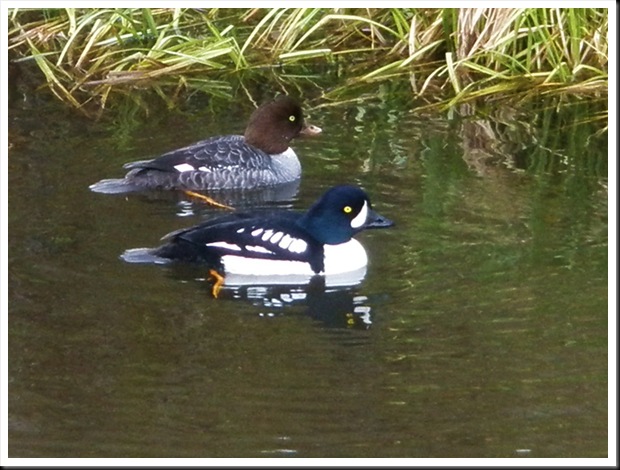 Barrow's Goldeneye Barrow's Goldeneye