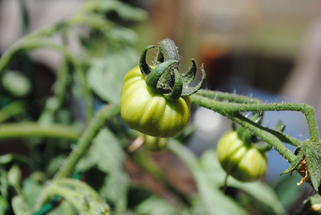 [DSC_0900%255B3%255D.jpg]