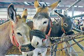 3 col donkeys1.jpg