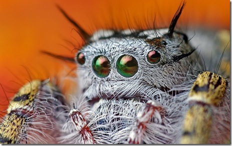 poze desktop-macro poze desktop-macro