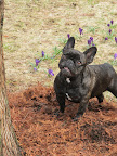 Oh, hi there, Mr. Squirrel - We just want you to come on down so we can prey, I mean, PLAY with you!