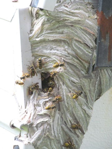 [bees%2520with%2520paper%2520nest%2520on%2520camper2%255B3%255D.jpg]