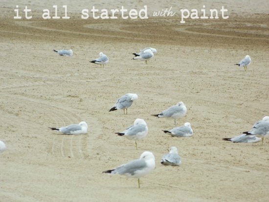 [Lake%2520Michigan%2520Beach%2520Birds.Picknicked%255B4%255D.jpg]