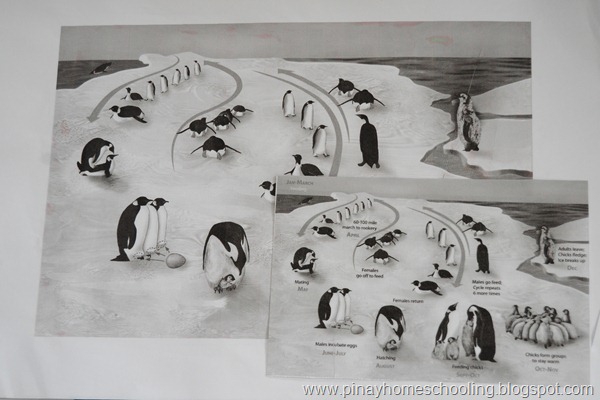 Life Cycle of Penguins