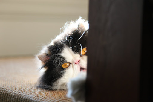 What?  You rarely groom?  That seems rather uncivilized!