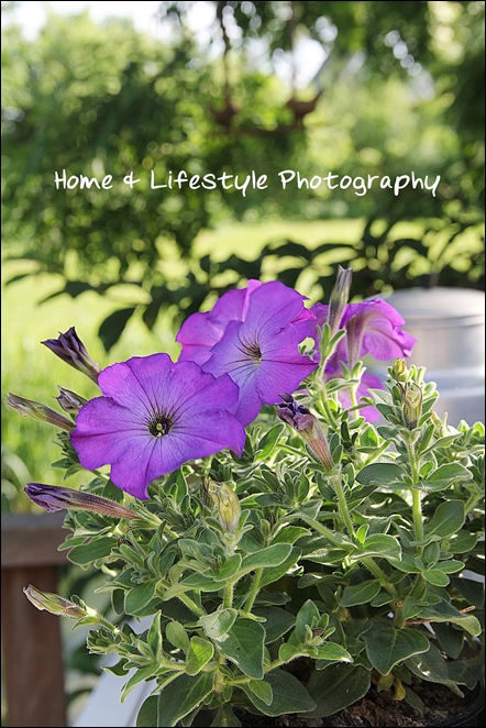 Home & Lifestyle Home & Lifestyle