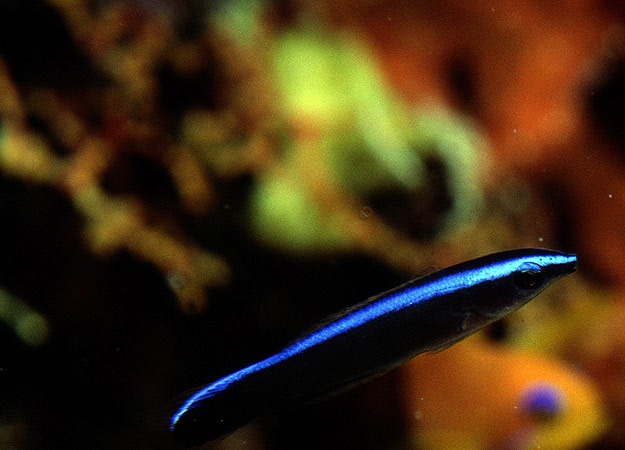 [5-cleaner-wrasse2.jpg]