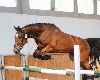 fondos-caballos.jpg