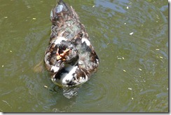 Goose at Apag Marangle