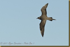 Parasitic Jaeger flight D7K_7485 NIKON D7000 June 18, 2011