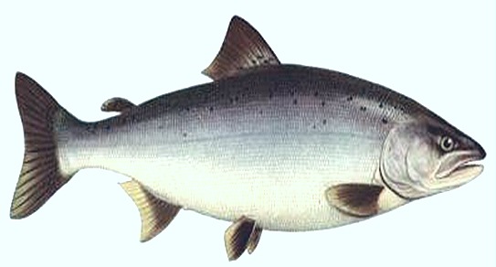 salmon-fish