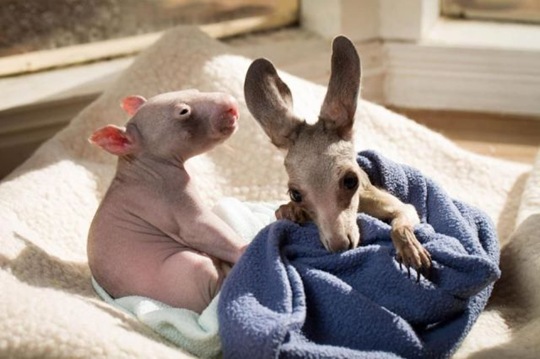 [funny-animals-cute-35%255B2%255D.jpg]