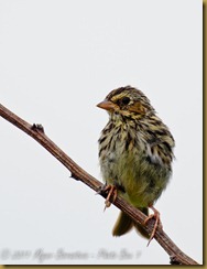 Savannah Sparrow-1