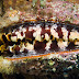 P7014082