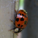 Multicolored Asian Lady Beetle