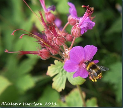 38 Rock cranesbill Geranium macrorrhizum