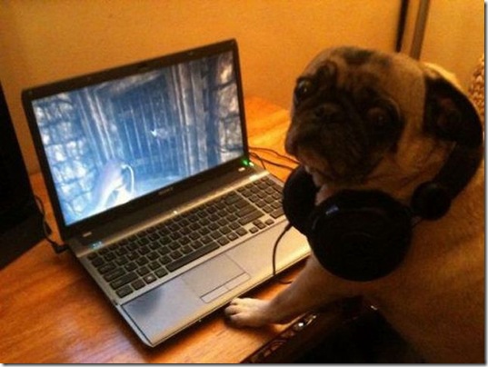 funny-animals-cute-35