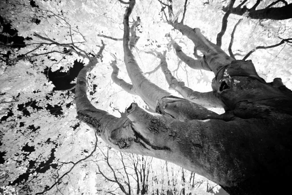 [The-Tree-8%255B4%255D.jpg]