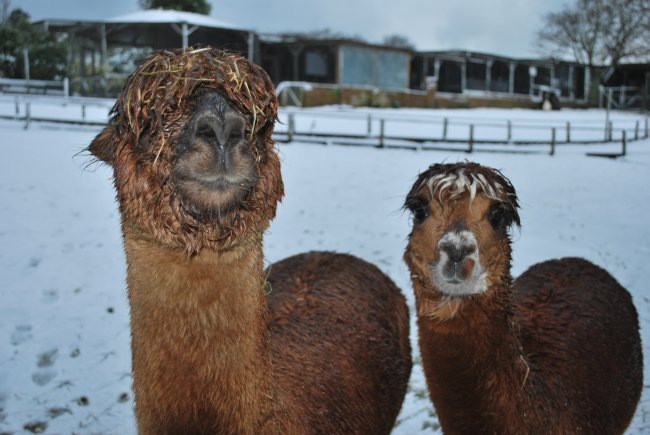 [Alpacas%2520in%2520the%2520Snow%255B4%255D.jpg]