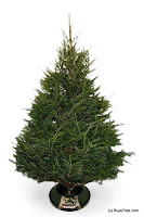 bat-norway_spruce.JPG