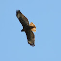 Red Tailed Hawk
