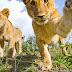 A playful lion cub takes a swipe at BeetleCam!
