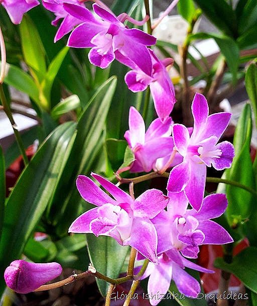Glória Ishizaka - orquideas 9