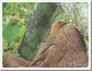 Furnarius rufus. Foto:M.Eiterer.