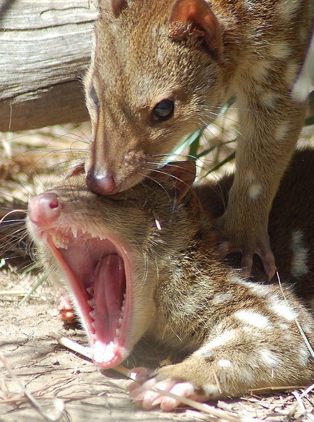 [Quolls%2520Dath%2520By%2520Fornication%255B6%255D.jpg]