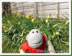 Bilbrook daffodils. Bilbrook daffodils.