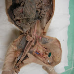 fetal_pig_iliac.JPG