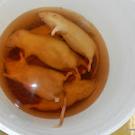 rat_bucket.JPG