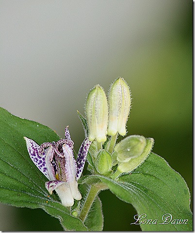 Toadlily