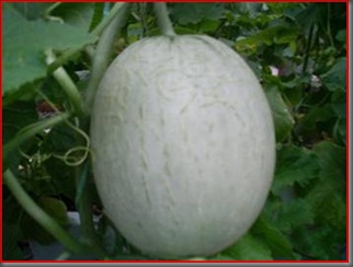 marriage melon