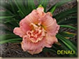 Denali.STAMILE Denali.STAMILE