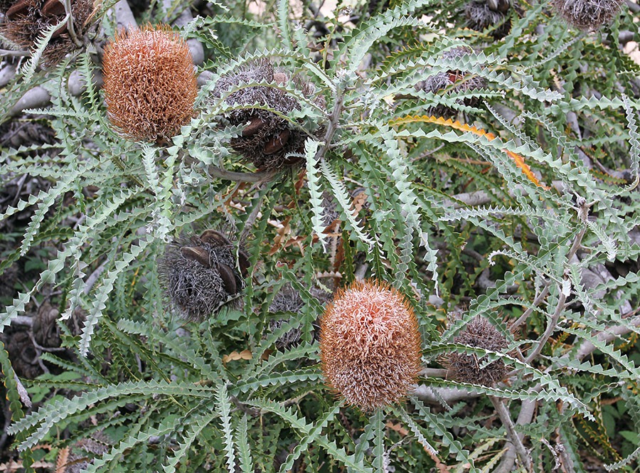 [111015_Santa-Cruz_UCSCA_Banksia-speciosa_01%255B3%255D.jpg]