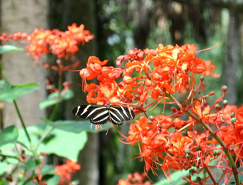 [04h2---Zebra-Butterfly2.jpg]
