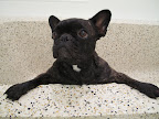 Martha? Can we Frenchies get a bathtub like this one? This is so much more fun then cramming into the sink at home.