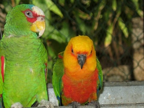 [two-green-parrot_97571-480x360%255B3%255D.jpg]