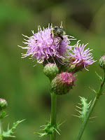 Bee on a Thistle.JPG