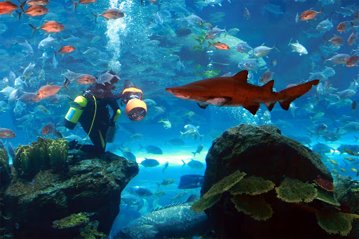 Dubai+mall+aquarium+diving