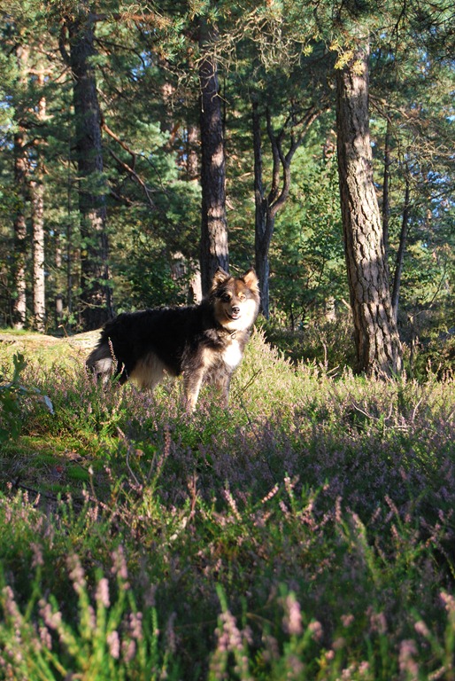 [Tur%2520i%2520skogen%2520sept%252011%2520076%255B5%255D.jpg]