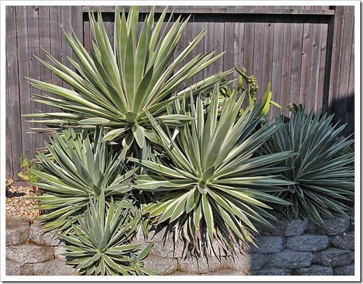 111107_candy_agave-angustifolia