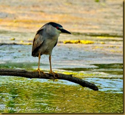 fl Black-crowned Night-heron_ROT3369 Bombay Hook  May 10, 2011 NIKON D3S