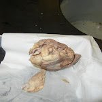 optic_nerve_01.JPG