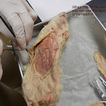 rat_lift_skin.JPG