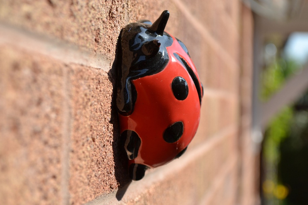 [Potted%2520ladybird%255B3%255D.jpg]