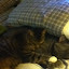 cats_chance_2011_06_10_05.jpg