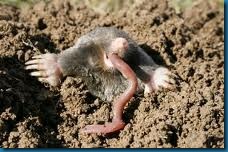 moles eat worms moles eat worms